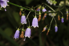 Adenophora triphylla