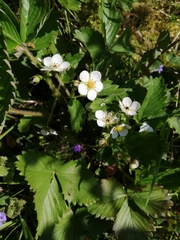 Fragaria vesca