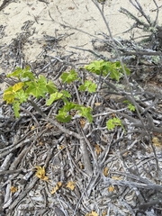 Malva assurgentiflora glabra