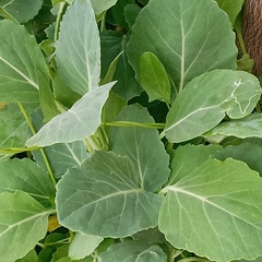 Brassica oleracea
