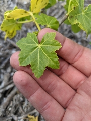 Malva assurgentiflora glabra