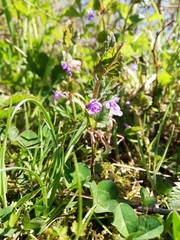 Glechoma hederacea