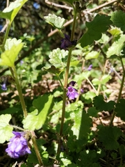 Glechoma hederacea