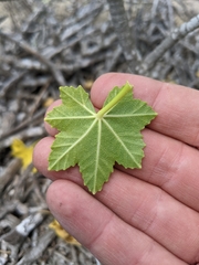 Malva assurgentiflora glabra