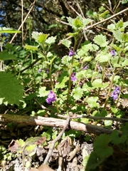 Glechoma hederacea