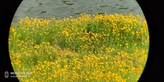 Coreopsis lanceolata