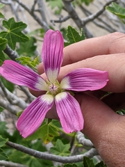 Malva assurgentiflora glabra