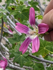 Malva assurgentiflora glabra