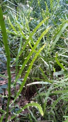 Muehlenbeckia platyclada
