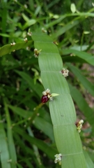 Muehlenbeckia platyclada