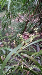 Muehlenbeckia platyclada