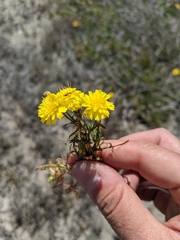 Malacothrix foliosa foliosa