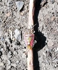 Dolycoris baccarum