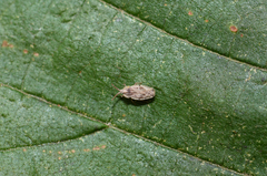 Tingis crispata