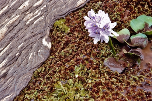 Salviniaceae image