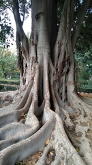 Ficus macrophylla