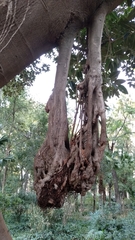 Ficus macrophylla