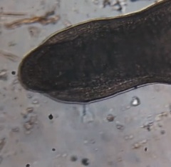 Stenostomum