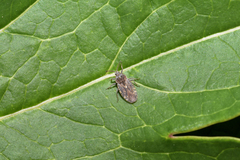 Tingis pilosa