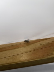 Anasimyia bilinearis