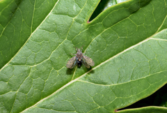 Tingis pilosa
