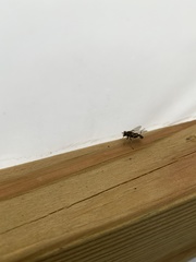 Anasimyia bilinearis