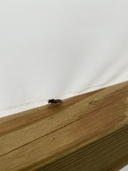 Anasimyia bilinearis