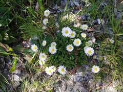 Bellis perennis