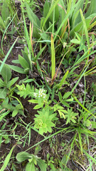 Comandra umbellata umbellata