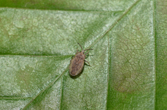 Tingis reticulata
