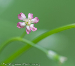 Osmorhiza purpurea