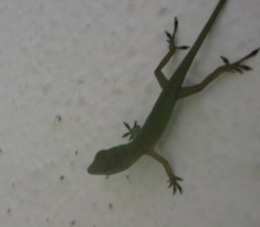 Anolis smaragdinus