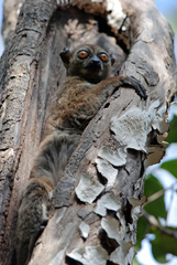 Lepilemur ankaranensis