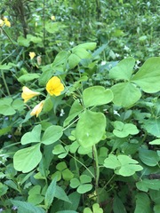 Oxalis illinoensis