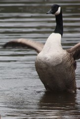 Branta canadensis