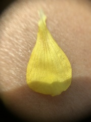 Oxalis illinoensis