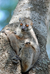 Lepilemur ankaranensis