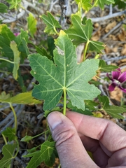 Malva assurgentiflora glabra