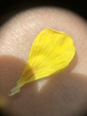 Oxalis illinoensis