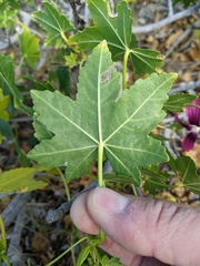 Malva assurgentiflora glabra
