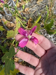 Malva assurgentiflora glabra
