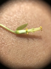 Oxalis illinoensis