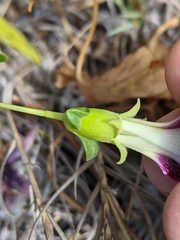 Malva assurgentiflora glabra