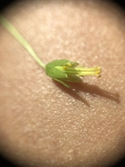 Oxalis illinoensis