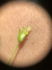 Oxalis illinoensis