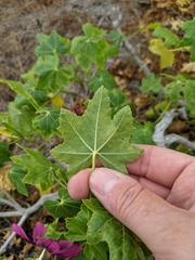 Malva assurgentiflora glabra