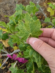 Malva assurgentiflora glabra