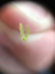 Oxalis illinoensis