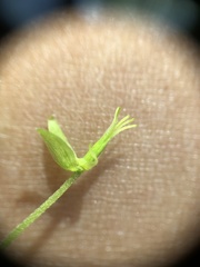 Oxalis illinoensis
