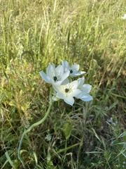 Ornithogalum arabicum